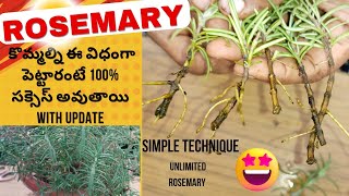 🔴Rosemary plants from cutting |how to propagate Rosemary plant #rosemaryplantcare#propagationtips