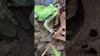 頑張って生きてるカエル 園地の生き物シリーズ