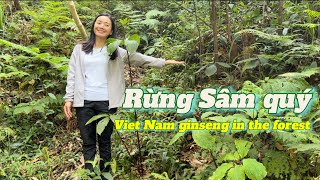 Visit the largest Vietnamese ginseng garden in Lai Chau | Make a dish from \