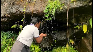 பாறைகள் மற்றும் வேர்களிலிருந்து நேரடியாக தூய நீர்  குடிக்கிறோம் | கொடைக்கானல்| 4K| SATISFYING | ASMR