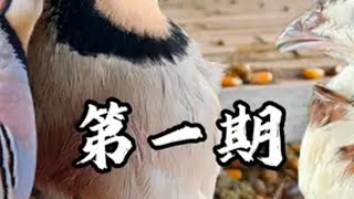 第一期｜鹧鸪和鹌鹑能出杂交后代吗？今年杂交计划陆续启动… 鹧鸪 杂交鸡 伙伴计划中视频