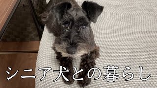 【一人暮らしの多頭飼い】シニア犬との暮らしで大切にしたいこと