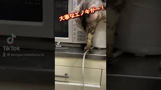 泥棒猫の末路が笑えるw #shorts