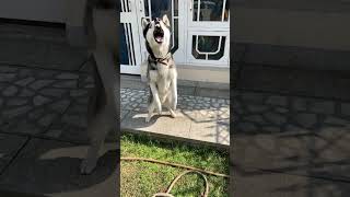 Easy way of training ,Siberian husky #shorts