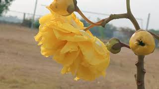 Beautiful Views of Flowers Cochlospermum regium