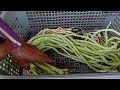 tips for making long lasting quality long bean seeds stored