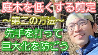 【木を低くする剪定②】大きくなる木を小さく維持する手入れのコツ 例:イチョウ(2023年2月)🌳👏