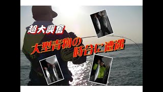 【海釣り情報】大型青物が時合になると・・・大興奮！前半戦