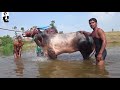 Download Racing bull- लक्ष्या बैल part -2 व्यायाम,चालक, आणि बरच काही with English subtitles In Mp4 3Gp Full HD Video