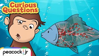 How Do Fish Breathe? | CURIOUS QUESTIONS