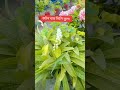 সূরা আর রহমান #shortvideo #nature #shorte #youtubeshorts #flowerplants