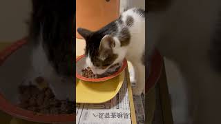 朝ごはん、食べるニャリ。今朝も３ニャン揃ってしっかりと朝ごはん食べています。#ねこ #猫 #ネコ #cat #cats #家猫 #猫のいる生活 #朝ごはん #猫の好きな人と繋がりたい #猫繋がり