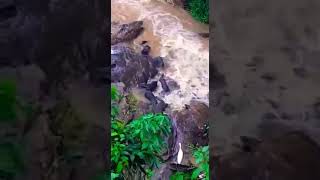 The water Dogs found near belthangadi palguni river |karnataka|water dog| Sea animals|