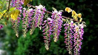 Wisteria flowers (HD1080p)