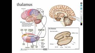 chapter 14 brain part 3 Diencephalon and Cerebrum