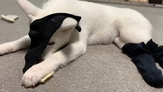 【秋田犬もんたろう #92】「靴下履きたろう」Akita inu