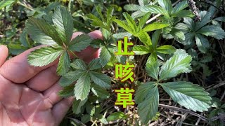 路边不起眼的植物“止咳草”，它的用途特别强大，认识并了解下吧