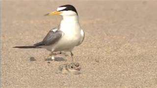 Least Tern