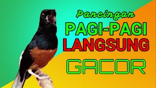 PANCINGAN PAGI PAGI LANGSUNG GACOR ❗sekali coba murai DIAM langsung NYAUT