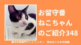 お留守番ねこちゃんのご紹介348【大切な猫のお客様】キャットシッター