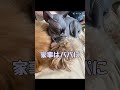 ダメだ…動けない… shorts 多頭飼い マルプー ポメキャバ エルフキャット tko家