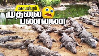 மாமல்லபுரம் முதலை பண்ணை சுற்றுலா  | Mahabalipuram Crocodile park | Crocodile Bank | Place to Visit