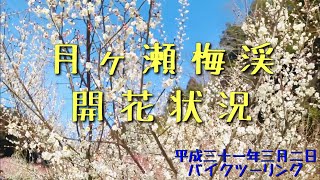 月ヶ瀬梅渓の開花状況です。