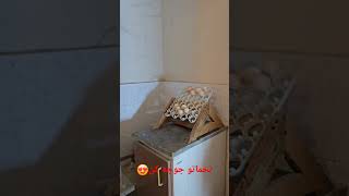 چند نکته ساده ولی مهم🐓🐥