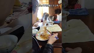 可愛い娘と美味しいランチ #子猫 #保護猫 #猫のいる暮らし