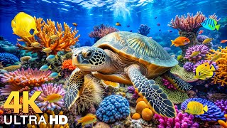 Dive Into the Mesmerizing Underwater Realm, Marvel at Sea Animal in The Best 4K ULTRA HD Aquarium #9