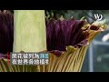 快看世界／「屍花」南加盛開 大批民眾頂臭味觀賞