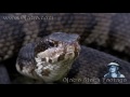 Water Moccasin Eats Rattlesnake 01 Stock Footage