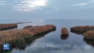 Bostan Lake in northwest China welcomes migratory birds