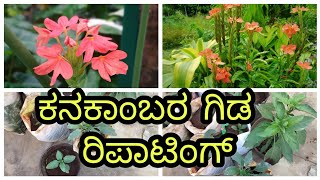 ಕನಕಾಂಬರ ಗಿಡ ರಿಪಾಟಿಂಗ್ #gardening #crossandra #repoting #terrecegarden