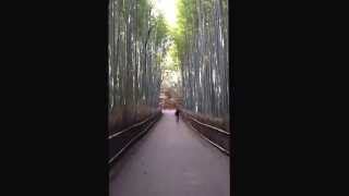 京都 KYOTO.京都観光 嵐山。嵯峨野 竹林の道