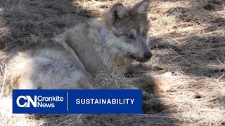 Gray Wolves Endangered