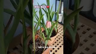 2022년 첫 튤립이 피었어요~ 갠더스 랩소디🌷