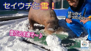 【セイウチ】雪テンションのスタッフと冷めたセイウチたち(笑)（伊勢シーパラダイス／水族館）