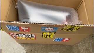 【錦鯉】楽しみにしてた落札した鯉が届きました