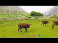 gobor garam chashma chitral most tourists atractive place in chitral chitral garam chashma gobor