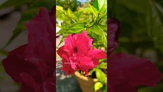 Red Hibiscus Flower | Red Adulku Sembaruthi | Terrace Garden | சிவப்பு அடுக்கு செம்பருத்தி பூ