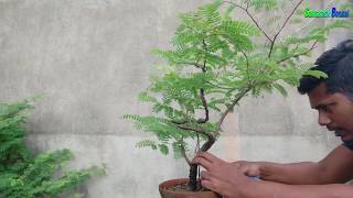 HOW TO PRUNING \u0026 WIRING TAMARIND BONSAI TREE