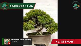 Bonsai Live auction 1st section