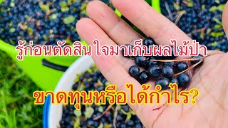 ประสบการณ์เก็บผลไม้ป่าฟินแลนด์#คนไทยในต่างแดน #เก็บผลไม้ป่า