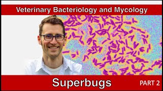 Antimicrobial Resistance and Stewardship (Part 2) - Veterinary Bacteriology and Mycology