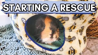 Want to Start An Animal Rescue? How I'm Getting Started!