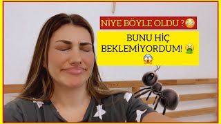 BUNU HİÇ BEKLEMİYORDUM 😱| KARINCA YUMURTASI YAĞINI NEDEN BIRAKTIM | TÜYLERE NE OLDU | ÇABUK BAKIN