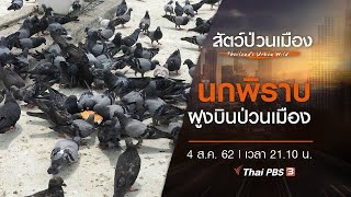 นกพิราบ ฝูงบินป่วนเมือง : สัตว์ป่วนเมือง (4 ส.ค. 62)