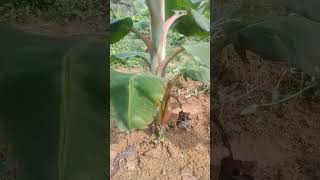 #banana #farming #vazhakrishi #tips #modern #bananafarming #kullan #farmingknowledge