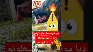 سگ من مصیبت اعظم #سگ #dog #animals #حیوانات #ترند #حیات #wolf #wildlife #shorts